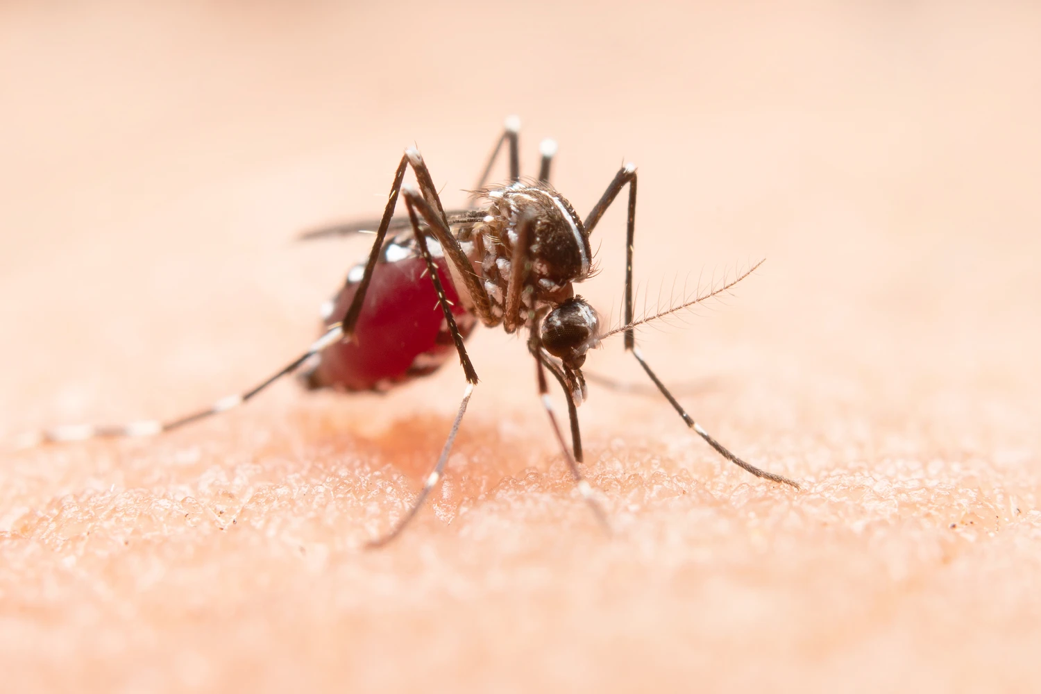 Dengue em alerta